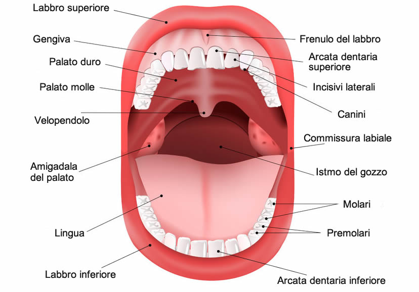 I NOSTRI DENTI